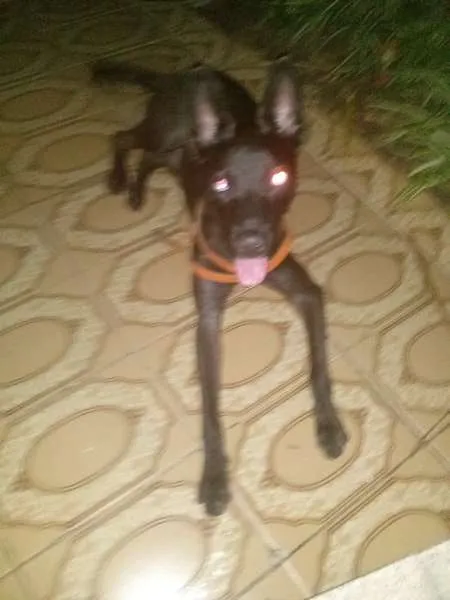 Cachorro ra a Vira Lata idade 7 a 11 meses nome Alf
