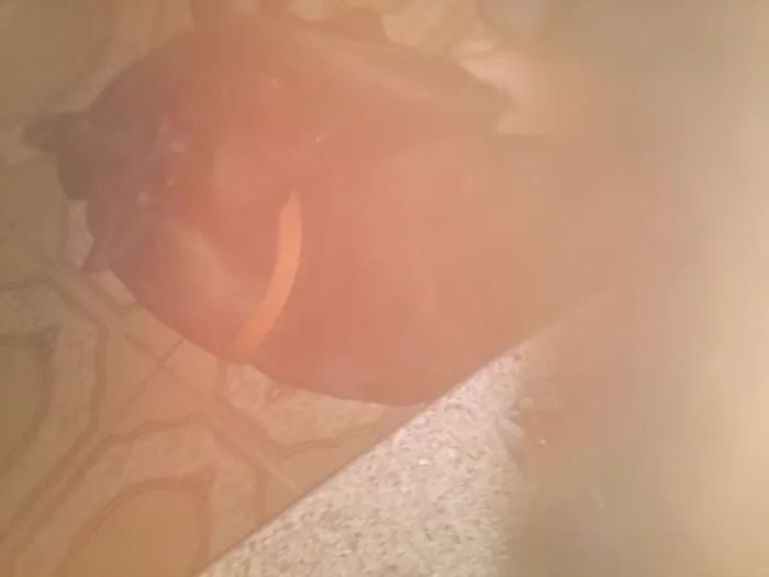 Cachorro ra a Vira Lata idade 7 a 11 meses nome Alf