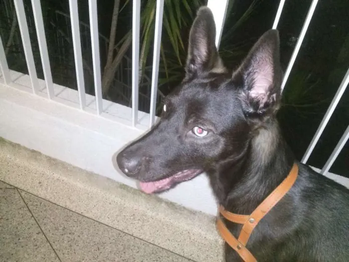 Cachorro ra a Vira Lata idade 7 a 11 meses nome Alf