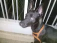 Alf