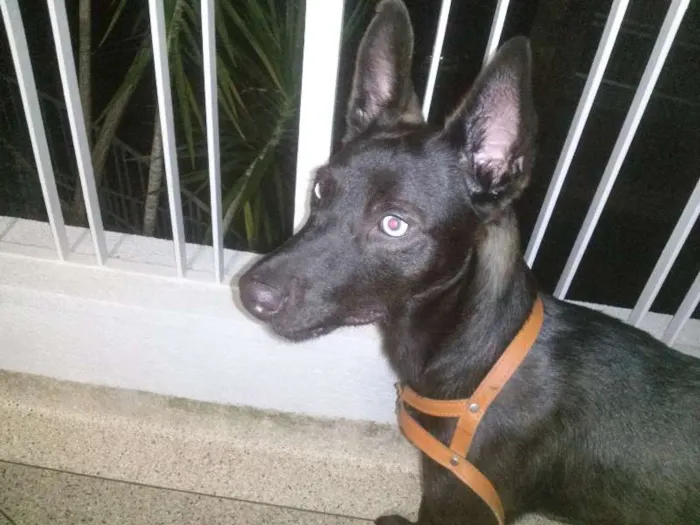 Cachorro ra a Vira Lata idade 7 a 11 meses nome Alf