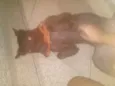 Alf