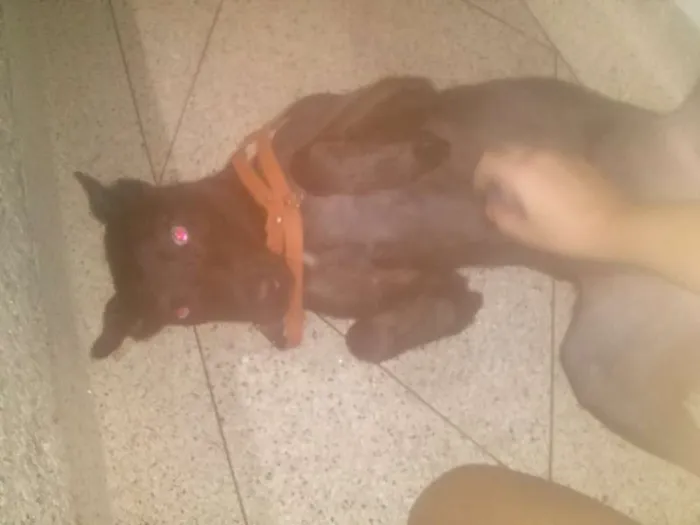 Cachorro ra a Vira Lata idade 7 a 11 meses nome Alf