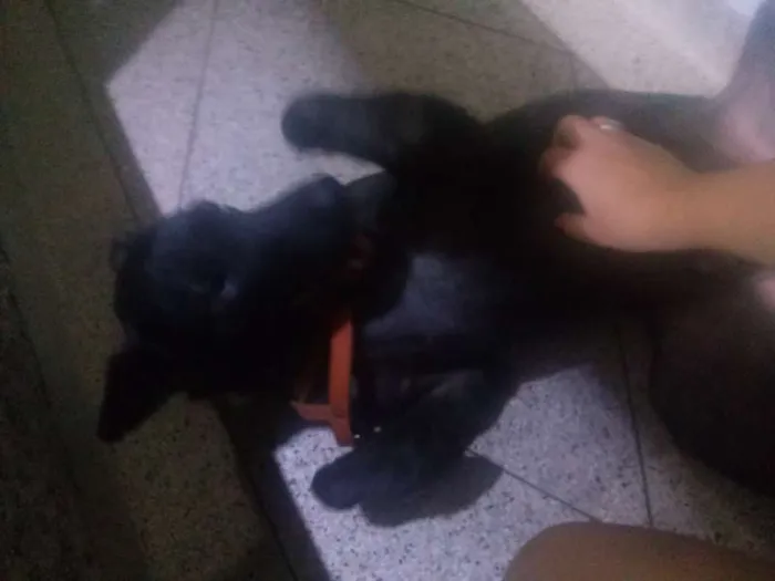 Cachorro ra a Vira Lata idade 7 a 11 meses nome Alf