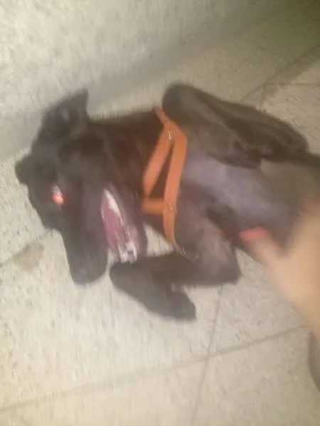 Cachorro ra a Vira Lata idade 7 a 11 meses nome Alf