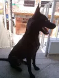 Alf