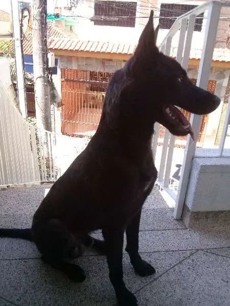 Cachorro ra a Vira Lata idade 7 a 11 meses nome Alf
