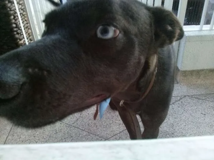 Cachorro ra a Vira Lata idade 7 a 11 meses nome Alf