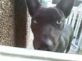 Alf
