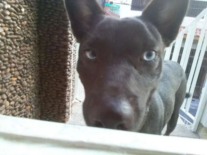 Cachorro ra a Vira Lata idade 7 a 11 meses nome Alf