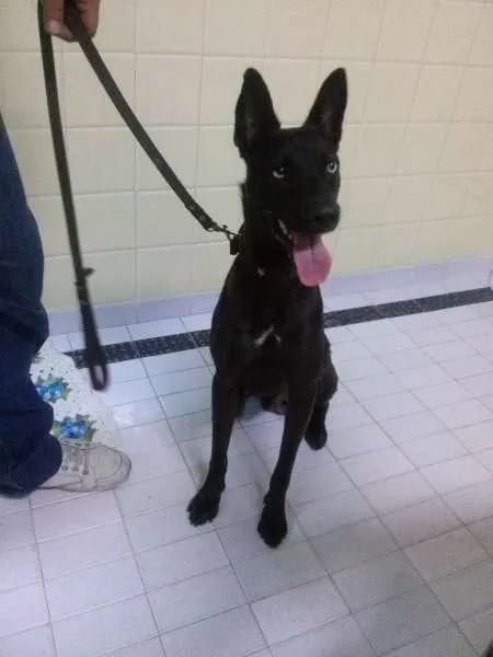 Cachorro ra a Vira Lata idade 7 a 11 meses nome Alf