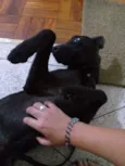 Alf