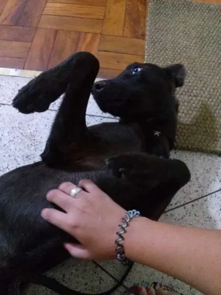 Cachorro ra a Vira Lata idade 7 a 11 meses nome Alf