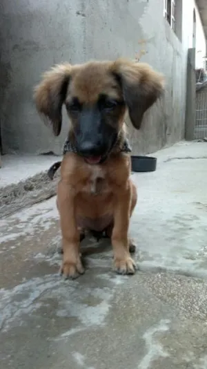 Cachorro raça SRD idade 2 a 6 meses nome Linda