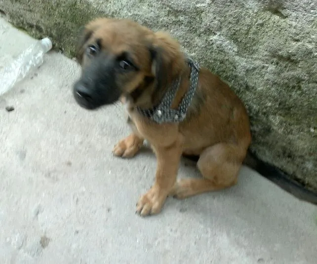 Cachorro ra a SRD idade 2 a 6 meses nome Linda
