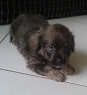 Cachorro raça Poodle com Cocker idade Abaixo de 2 meses nome Pingo
