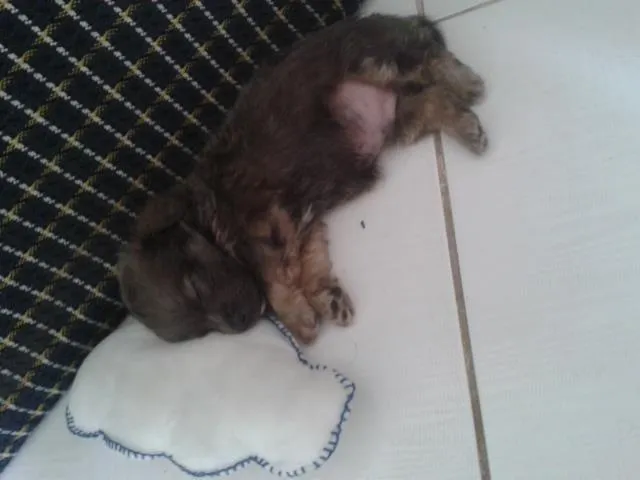 Cachorro raça Poodle com Cocker idade Abaixo de 2 meses nome Pingo