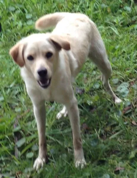 Cachorro ra a Labrador idade 1 ano nome sara