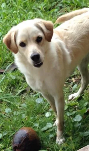 Cachorro raça Labrador idade 1 ano nome sara