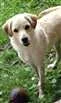 Cachorro raça Labrador idade 1 ano nome sara