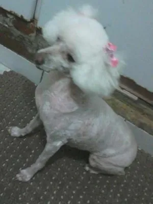 Cachorro raça poodle idade 5 anos nome não sei