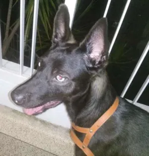 Cachorro raça Vira Lata idade 7 a 11 meses nome Alf