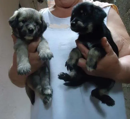 Cachorro ra a SRD idade Abaixo de 2 meses nome Bebês
