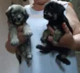 Bebês