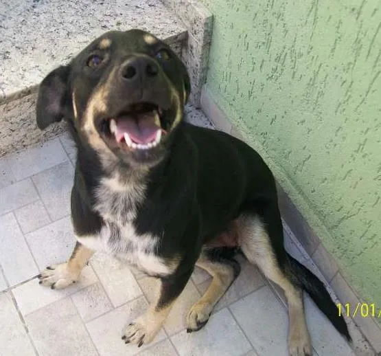 Cachorro ra a ND idade 1 ano nome Valentina