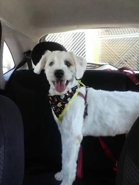 Cachorro ra a SRD idade 7 a 11 meses nome Scoot