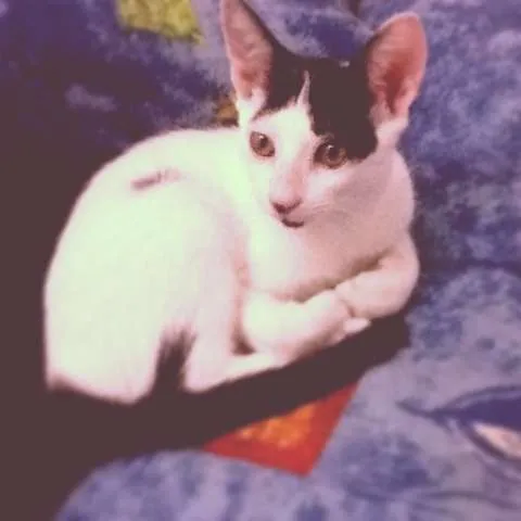 Gato raça SRD idade 2 a 6 meses nome Nina e Don