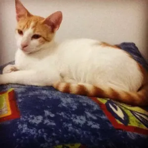 Gato raça SRD idade 2 a 6 meses nome Nina e Don