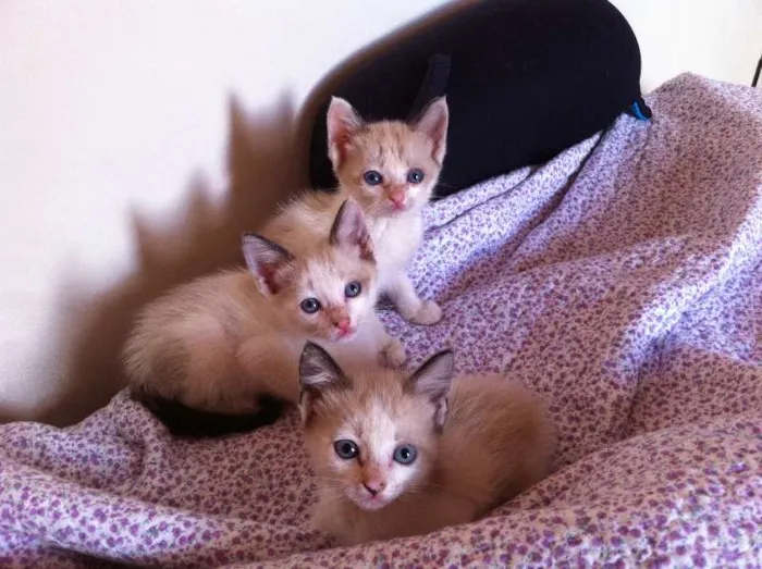 Gato ra a SRD idade Abaixo de 2 meses nome LENINHAS