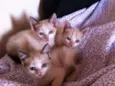 LENINHAS