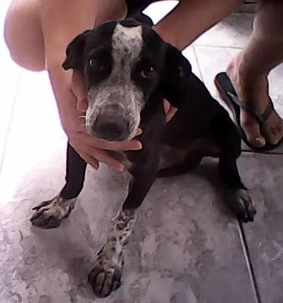 Cachorro ra a SRD idade 7 a 11 meses nome pretinha