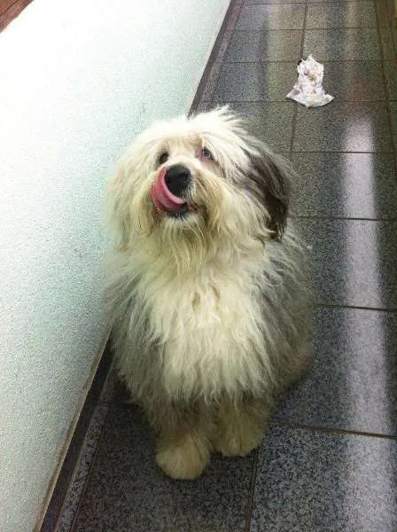 Cachorro ra a Sheepdog idade 6 ou mais anos nome Priscila
