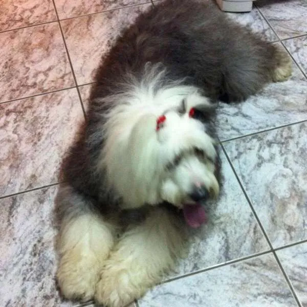 Cachorro ra a Sheepdog idade 6 ou mais anos nome Priscila