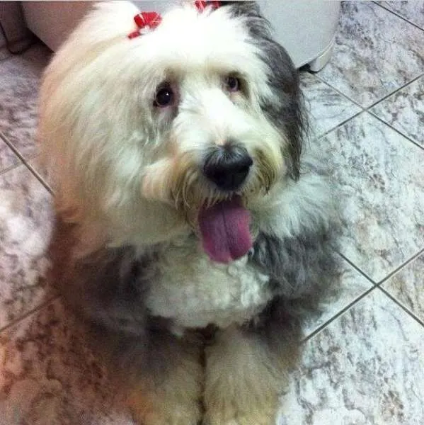 Cachorro ra a Sheepdog idade 6 ou mais anos nome Priscila