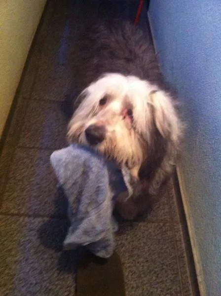 Cachorro ra a Sheepdog idade 6 ou mais anos nome Priscila