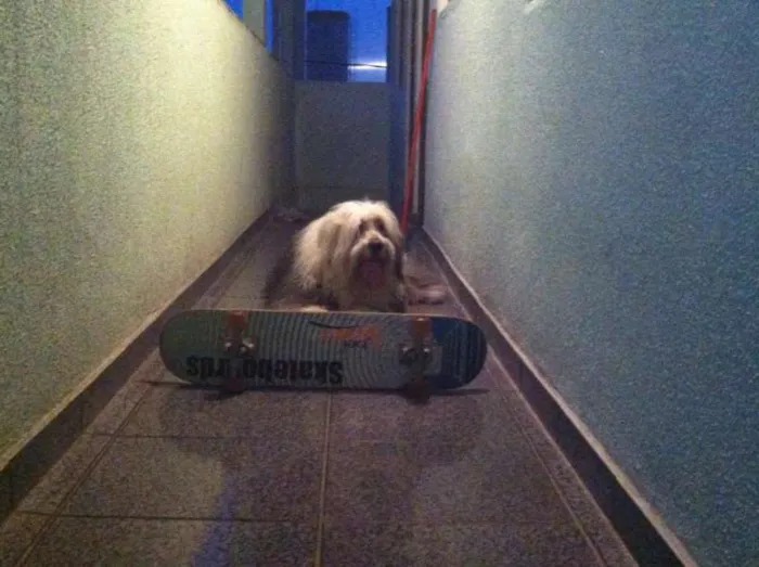 Cachorro ra a Sheepdog idade 6 ou mais anos nome Priscila