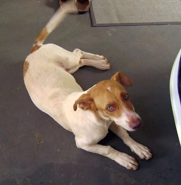 Cachorro ra a SRD idade  nome Cadelinha de olhos 