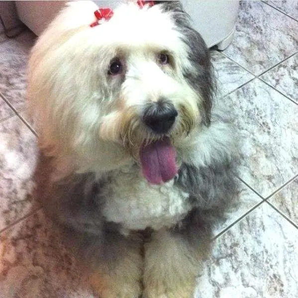 Cachorro ra a Sheepdog idade 6 ou mais anos nome Priscila