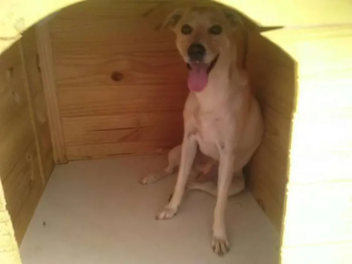 Cachorro raça SRD idade 1 ano nome Mel