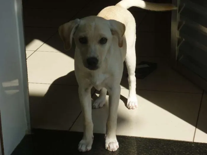 Cachorro raça SRD idade 1 ano nome Mel