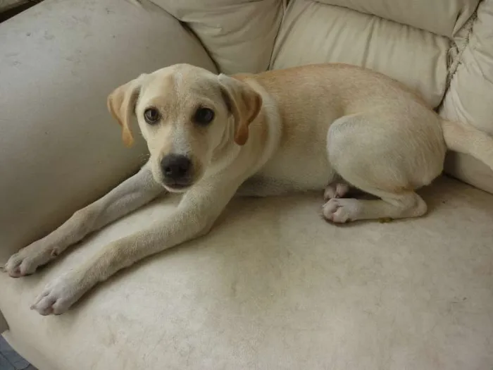 Cachorro raça SRD idade 1 ano nome Mel