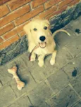 Snoopy