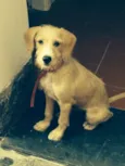 Snoopy