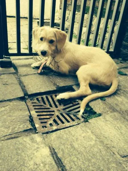 Cachorro ra a SRD idade 2 a 6 meses nome Snoopy