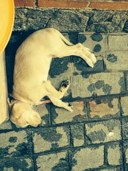 Cachorro ra a SRD idade 2 a 6 meses nome Snoopy
