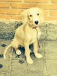 Snoopy